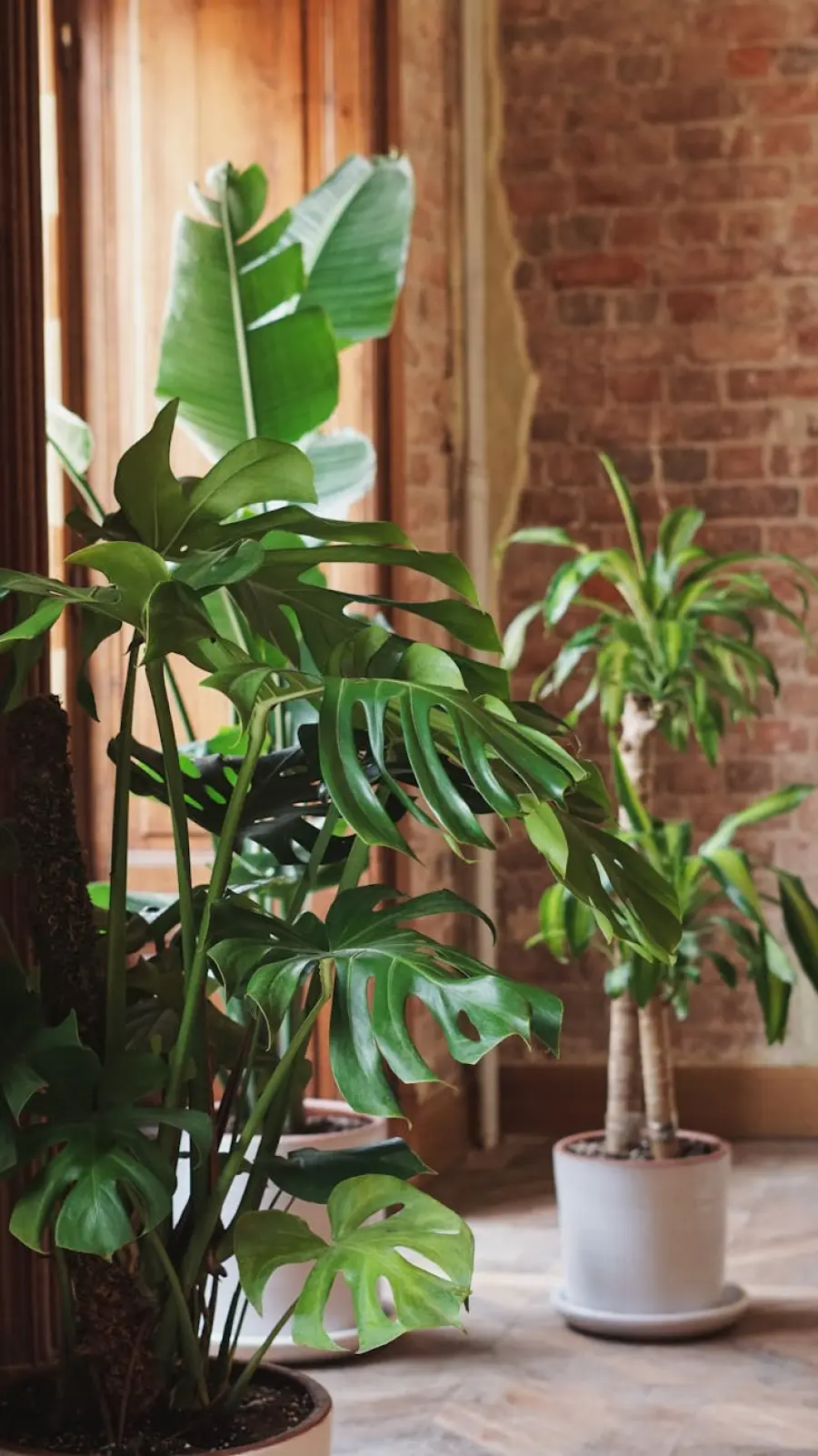 Planta 2026, la Regione Campania tutela la salute delle piante